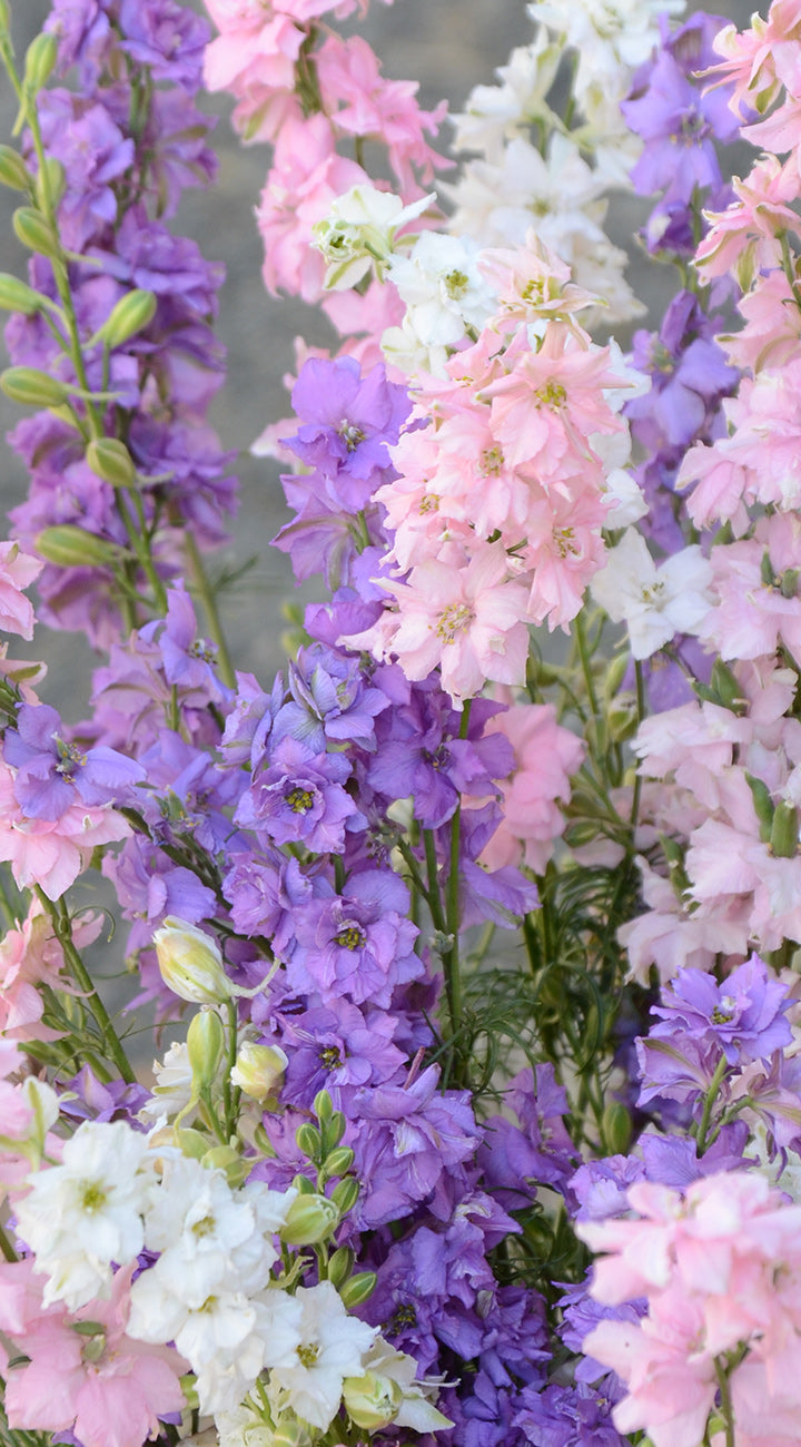 Colorful mix of Larkspur flowers including purple, pink, and white.