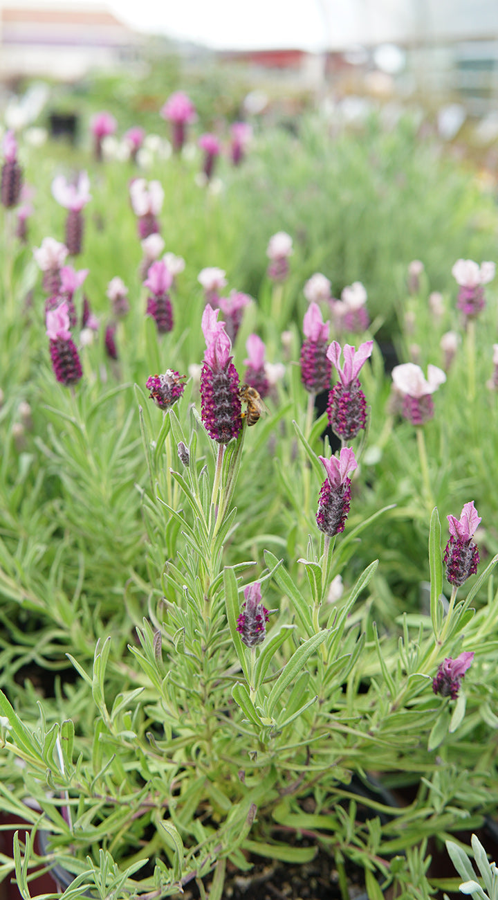 Lavender growing in field with a blurred background