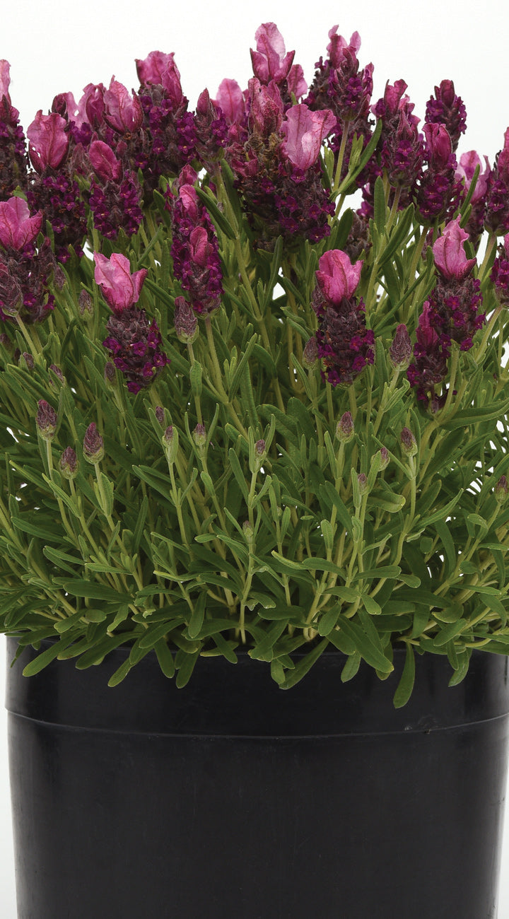 Potted plant with purple lavender flowers and green leaves on a white background