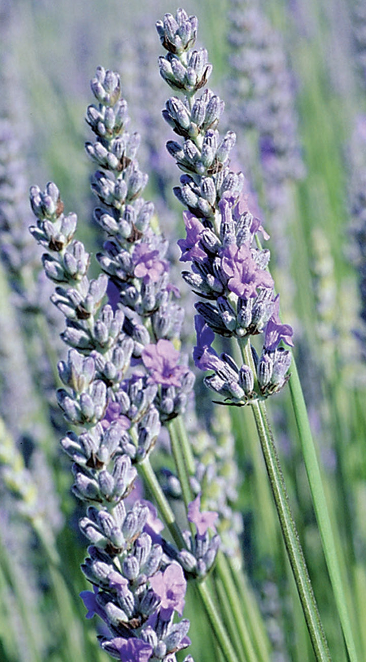 Close-up of lavender flowers with a soft focus background