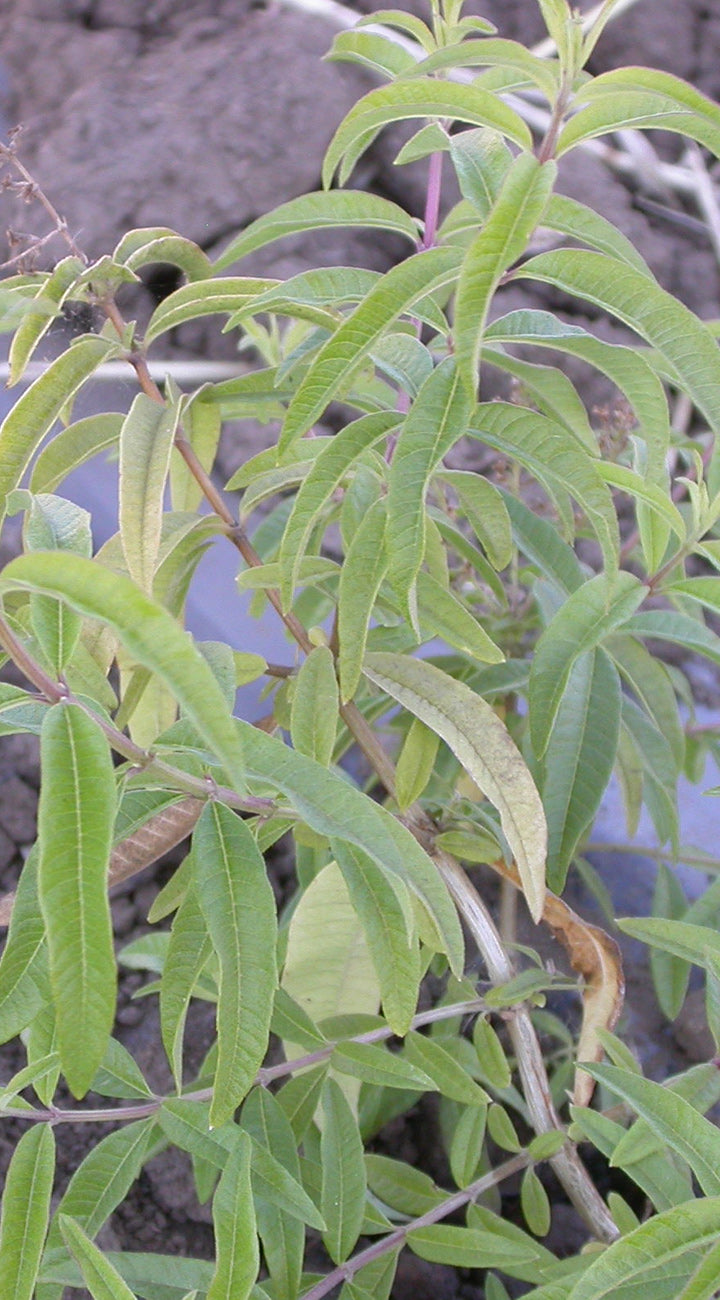 Close-up of green Lemon Verbena leaves with a blurred background