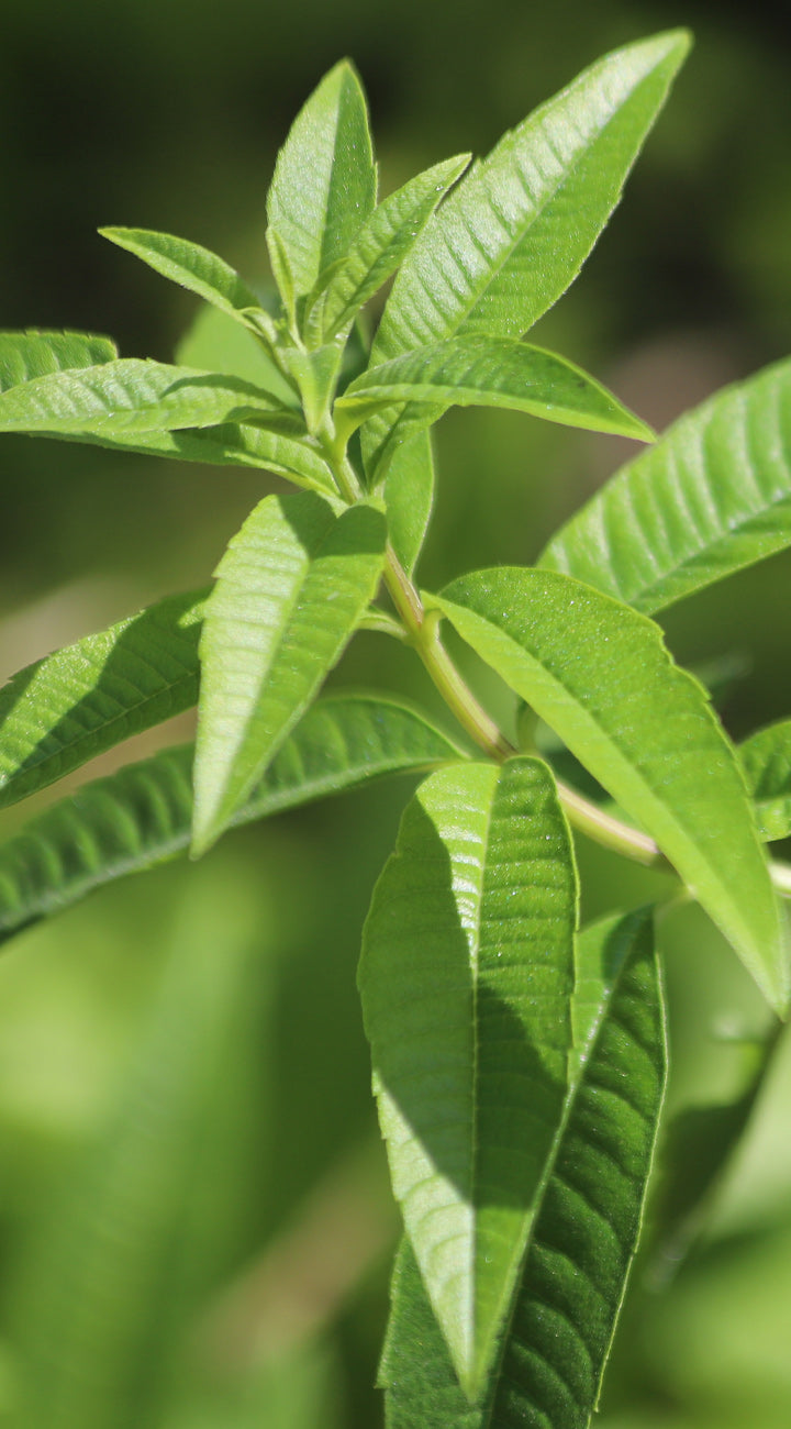 Close-up of green lemon verbena leaves with a blurred natural background