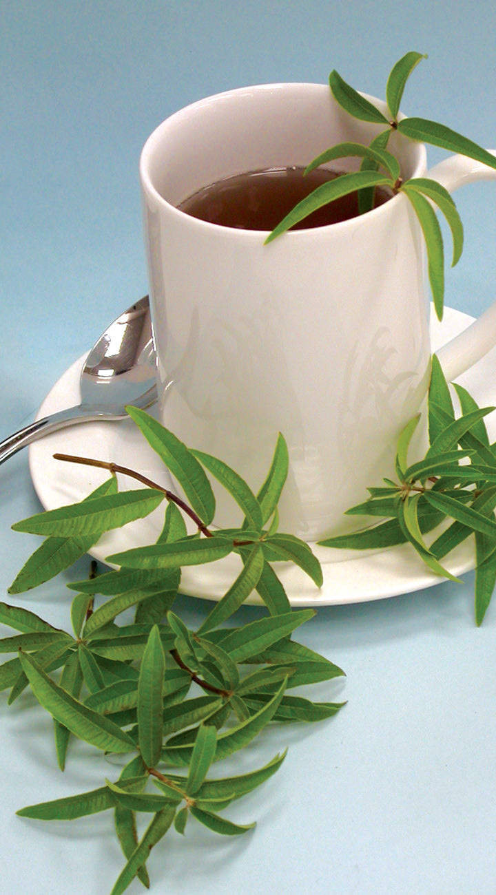 White cup of tea with a sprig of green lemon verbena leaves on a light blue background