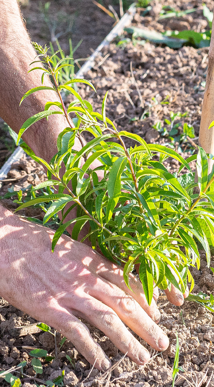 Hand planting a small lemon verbena plant into the ground