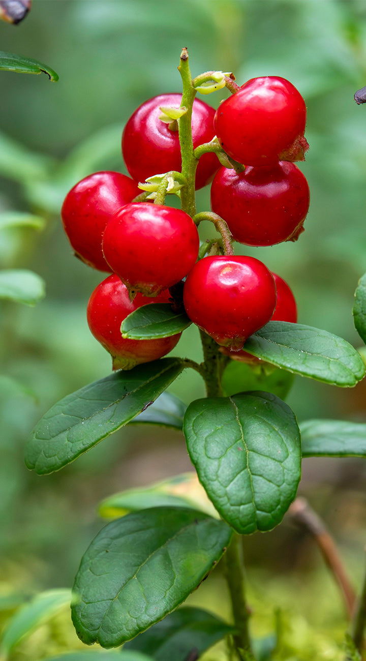 Cluster of red lingonberries with green leaves on a blurred natural background