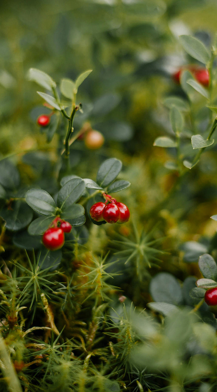Red lingonberries on a green plant with a blurred natural background