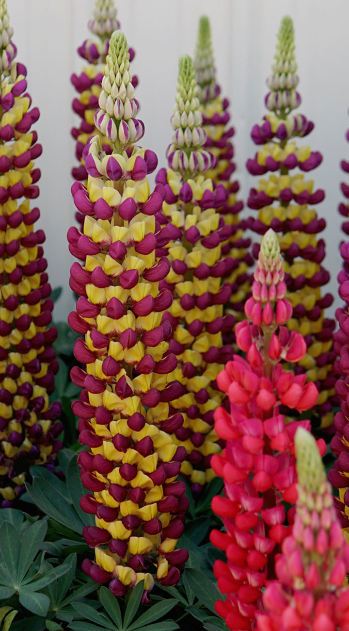 Close-up of Lupine Russell Mix showing tall, densely packed yellow and magenta flower spikes against a light background