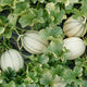 Close-up of Melonade melon showing netted, oval pale-green fruit among green leaves