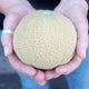 Front view of Minnesota Midget cantaloupe held in hands showcasing small size and netted rind against blurred background