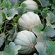 OREGON DELICIOUS-MELON
