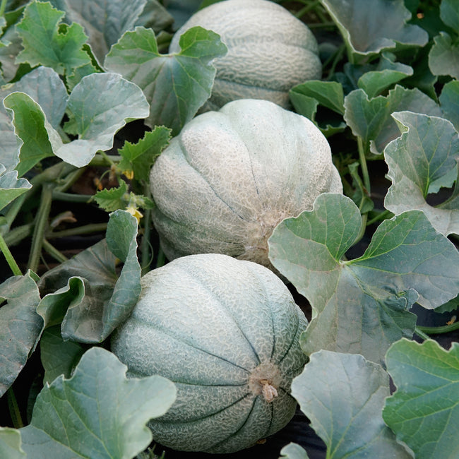OREGON DELICIOUS-MELON