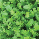 Close-up of Uber arugula leaves showing bright green, lobed baby leaves filling the frame
