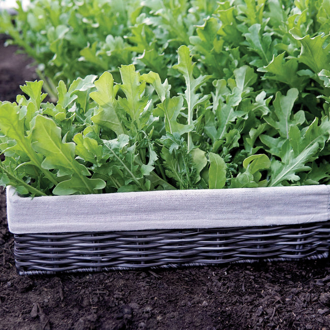 Close-up of Uber arugula leaves showcasing tender serrated green leaves in a wooden planter