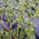 Close-up of Golden Purslane showcasing tender yellow-green succulent leaves with a leafy garden background