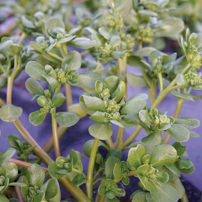 Close-up of Golden Purslane showcasing tender yellow-green succulent leaves with a leafy garden background