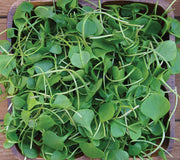 Top down view of watercress microgreens showing bright green heart-shaped leaves in a wooden square bowl on a wood surface