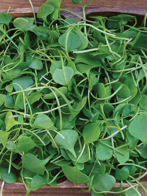 Top down view of watercress microgreens showing bright green heart-shaped leaves in a wooden square bowl on a wood surface