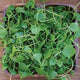 Top down view of watercress microgreens showing bright green heart-shaped leaves in a wooden square bowl on a wood surface