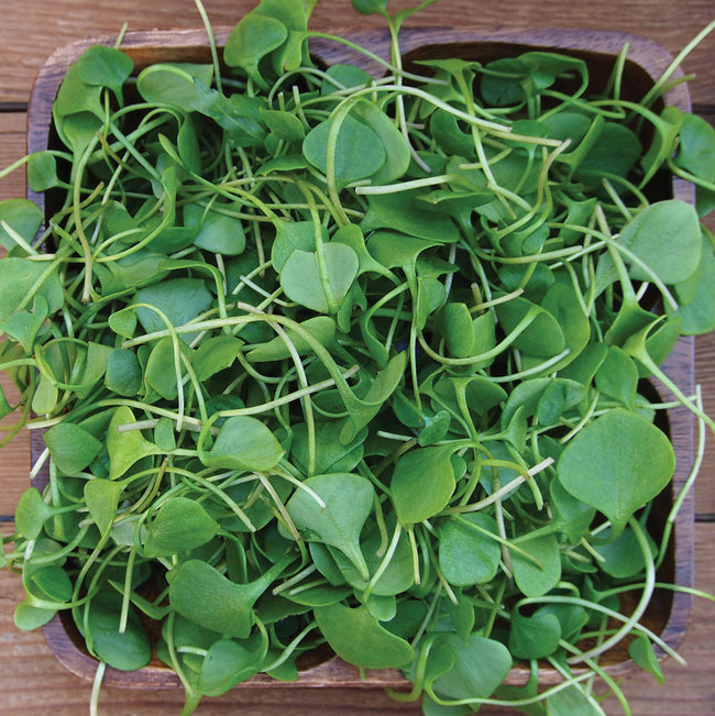 Top down view of watercress microgreens showing bright green heart-shaped leaves in a wooden square bowl on a wood surface