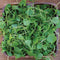 Top down view of watercress microgreens showing bright green heart-shaped leaves in a wooden square bowl on a wood surface