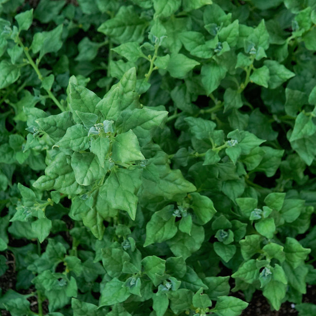 Close-up of New Zealand spinach leaves showcasing arrowhead-shaped lime green foliage on a white background