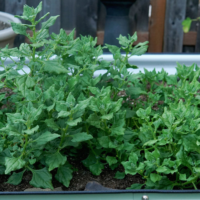 Close-up of New Zealand spinach plants showing arrowhead-shaped lime green leaves in a garden bed