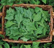 Close-up of New Zealand spinach leaves showcasing arrowhead-shaped lime green foliage in a woven basket