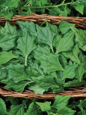 Close-up of New Zealand spinach leaves showcasing arrowhead-shaped lime green foliage in a woven basket