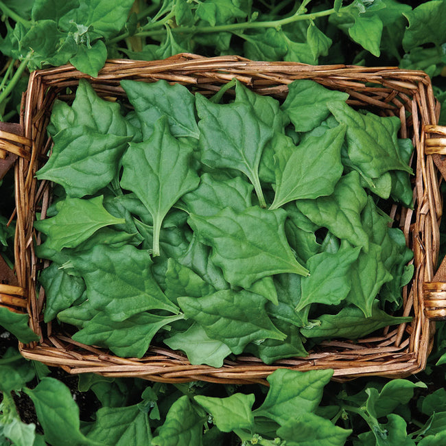 Close-up of New Zealand spinach leaves showcasing arrowhead-shaped lime green foliage in a woven basket