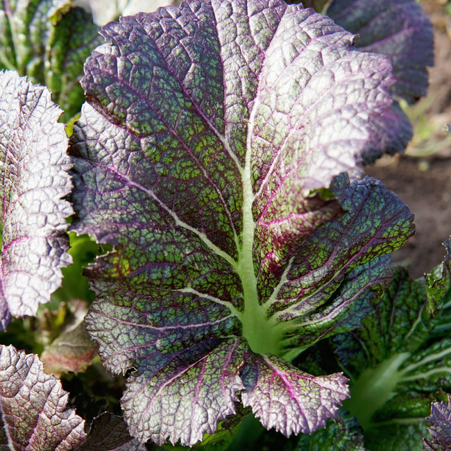 Close-up of Dragon Tongue mustard greens showing frilly green leaves with purple veins and white midribs on a white background