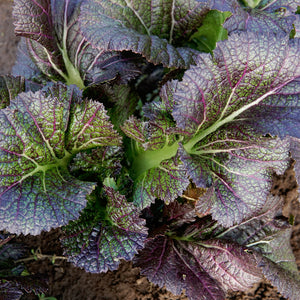 Close-up of Dragon Tongue mustard greens showcasing frilly green leaves with purple veins and white midribs against a soil background