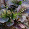 Close-up of Dragon Tongue mustard greens showcasing frilly green leaves with purple veins and white midribs against a soil background