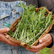Close-up of Green Mizuna mustard leaves showing deeply serrated frilly edges in a hand-held wicker basket