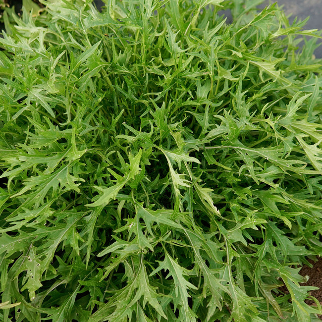 Close-up of Green Mizuna mustard leaves showing deeply serrated, frilly leaf edges on white background