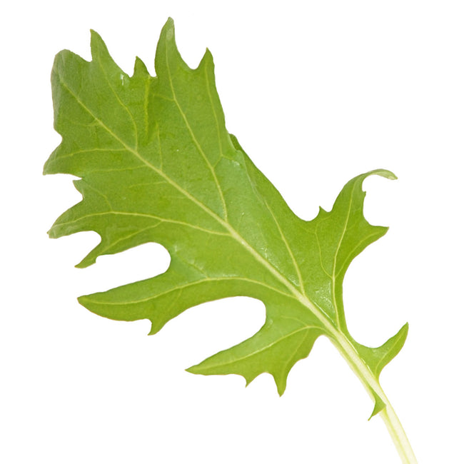 Close-up of Green Mizuna mustard leaves showing deeply serrated edges and delicate texture on white background