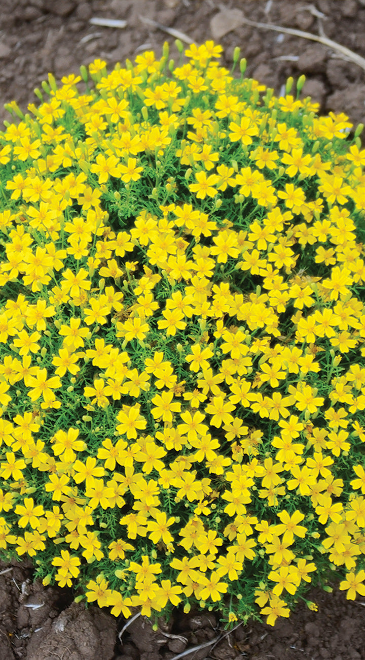 Close-up of a patch of yellow Marigold flowers with a natural background