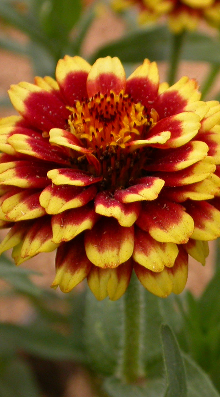 Close-up of a red and yellow Marigold flower with a blurred background