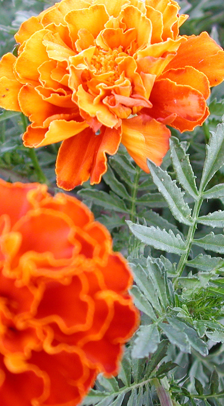 Close-up of bright orange marigold flowers with green leaves.