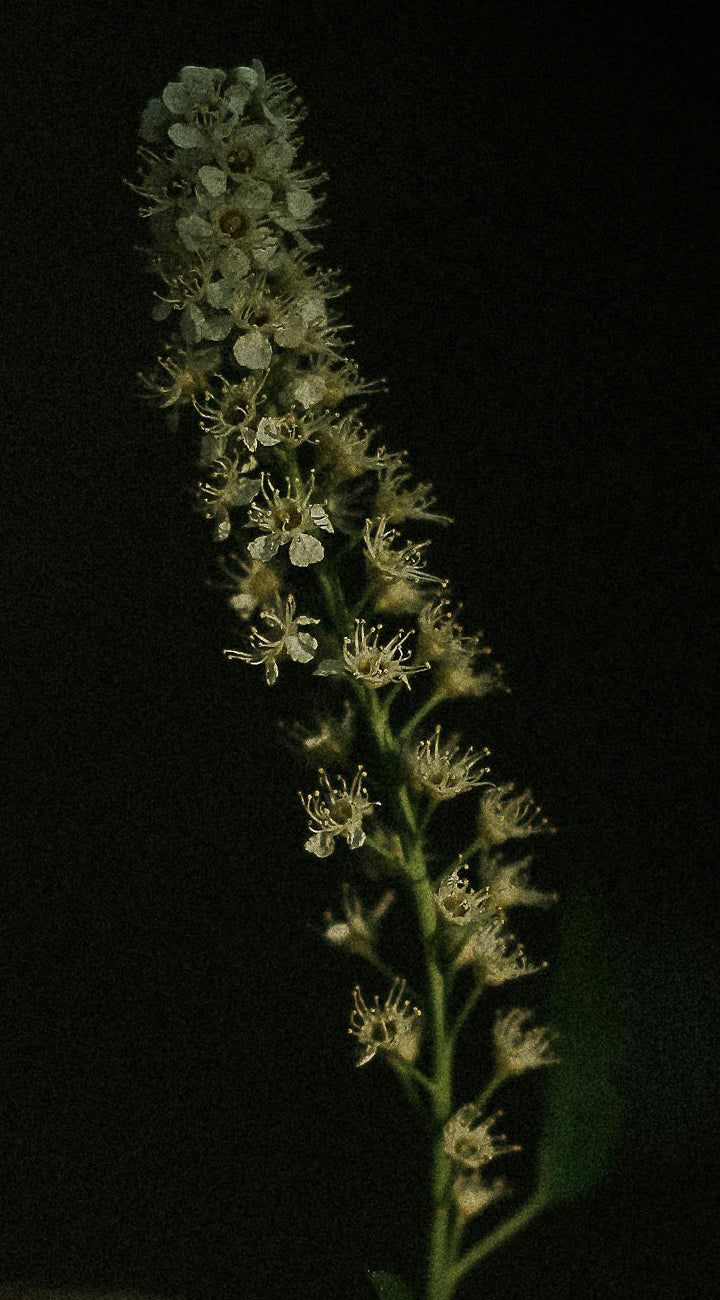 Mignonette small white flowers on a dark background