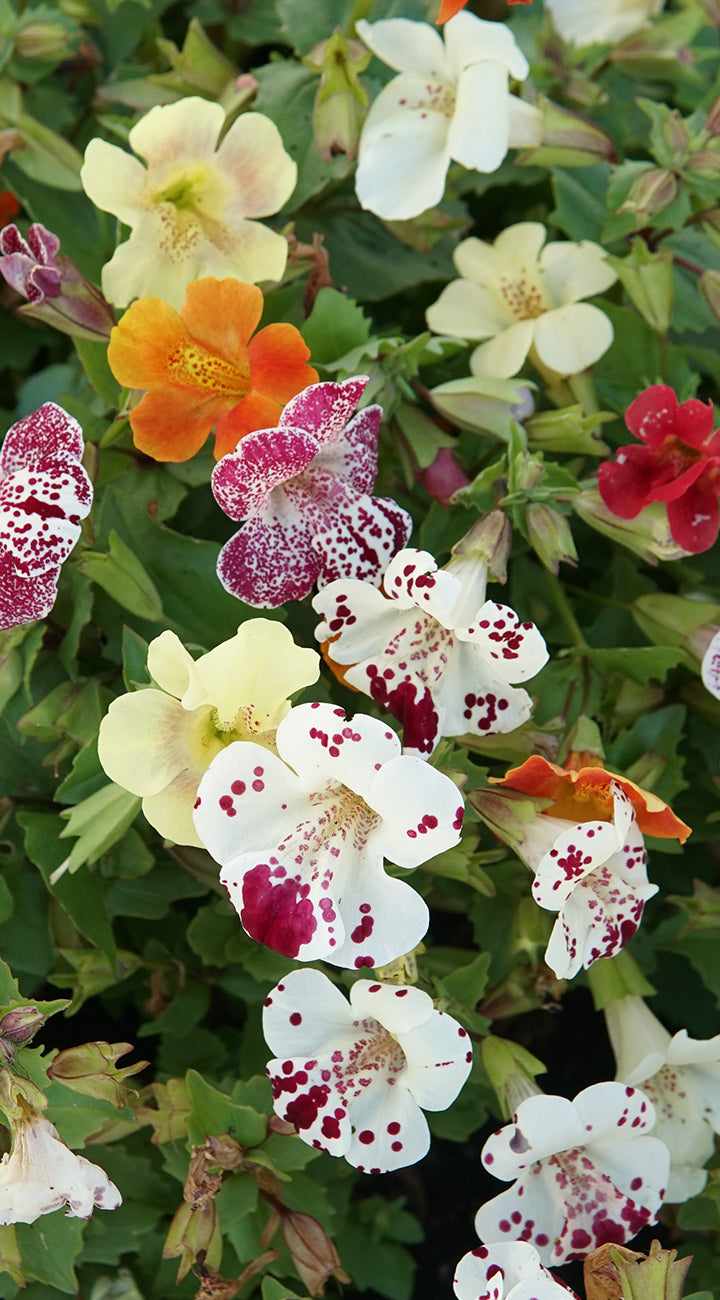 Colorful Mimulus flowers with spotted patterns on a green background