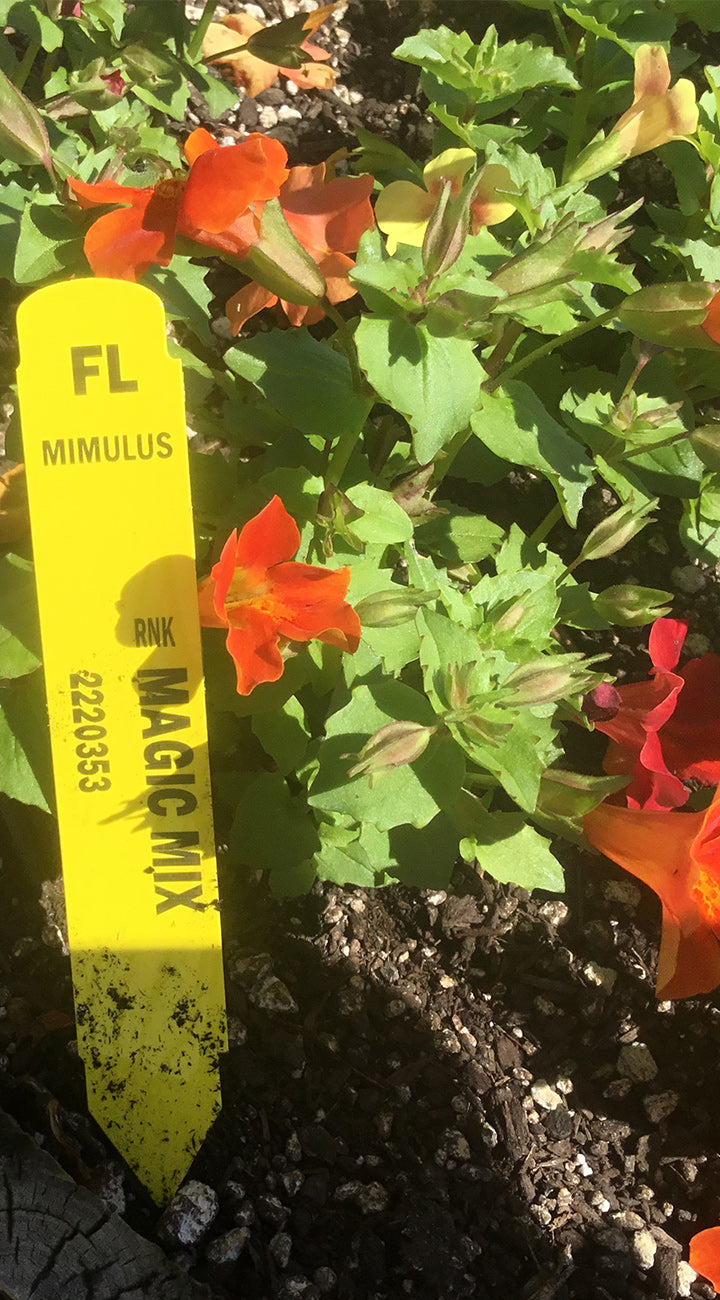 Flower tag labeled 'Mimulus' with red flowers in a garden setting