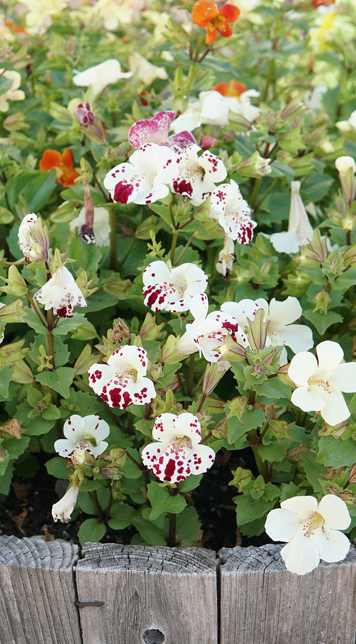 Floral Mimulus arrangement with white and red flowers in a wooden planter