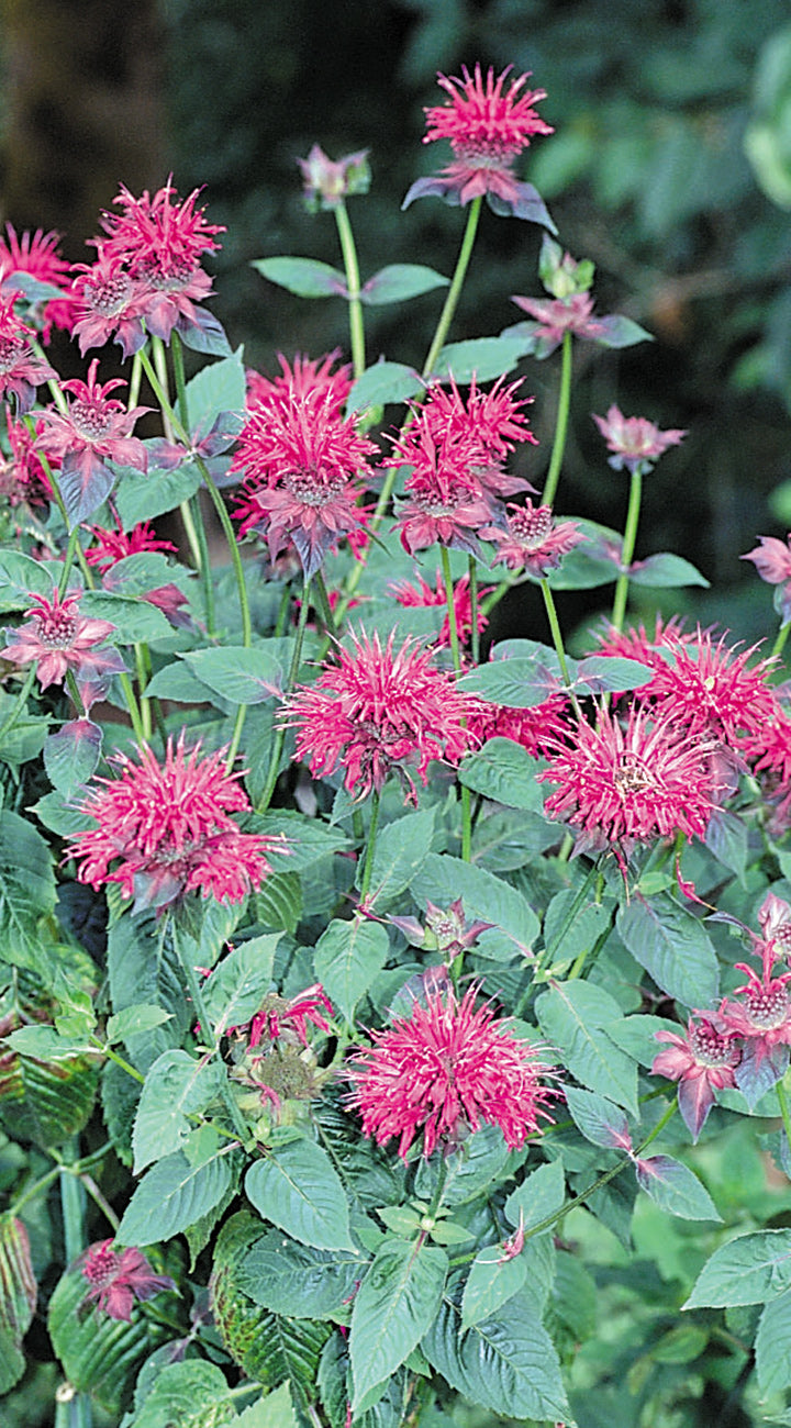 Pink monarda flowers with green leaves on a blurred green background