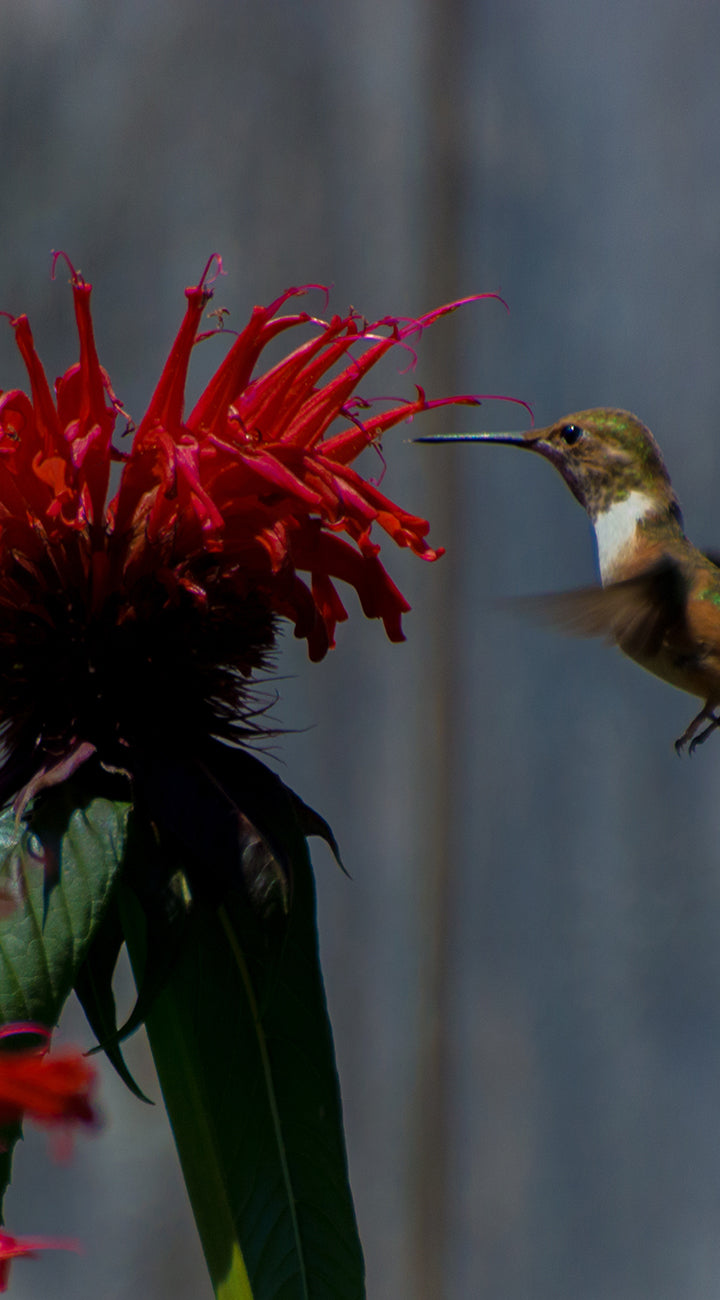 Hummingbird approaching a red flower with a blurred background