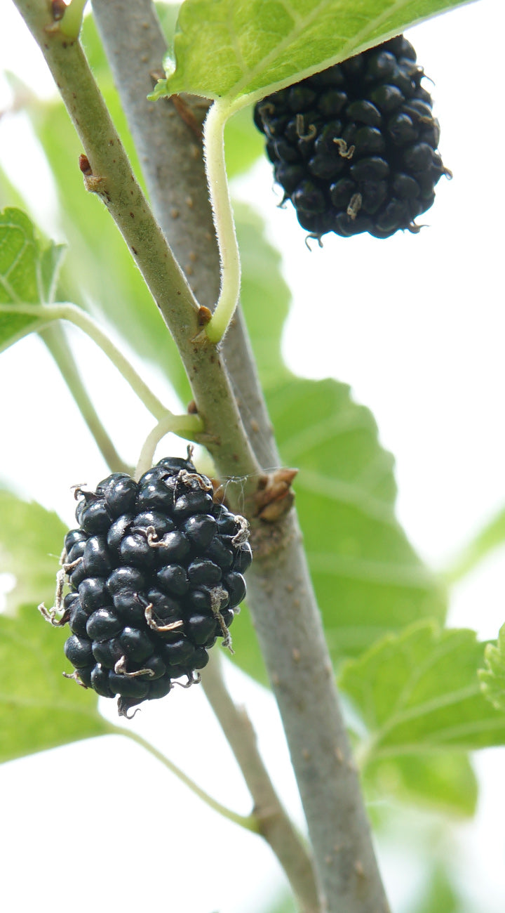 Black mulberries on a tree branch with green leaves in the background