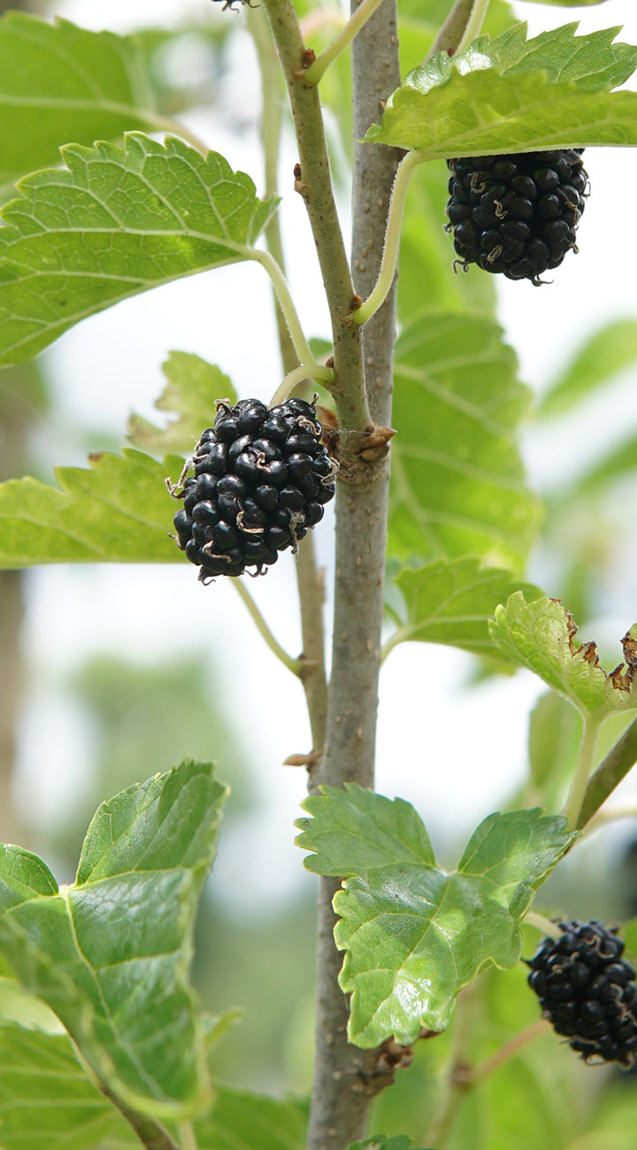 Black mulberries on a tree branch with green leaves.