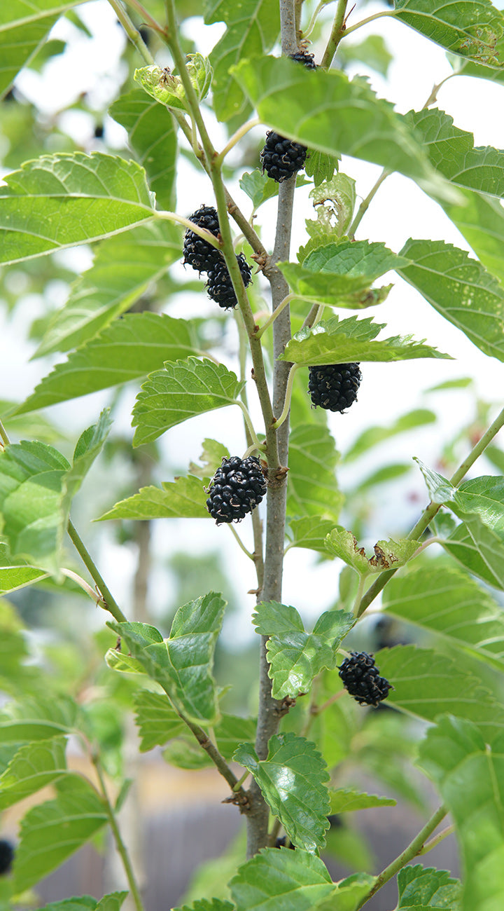 Black mulberries on a branch with green leaves