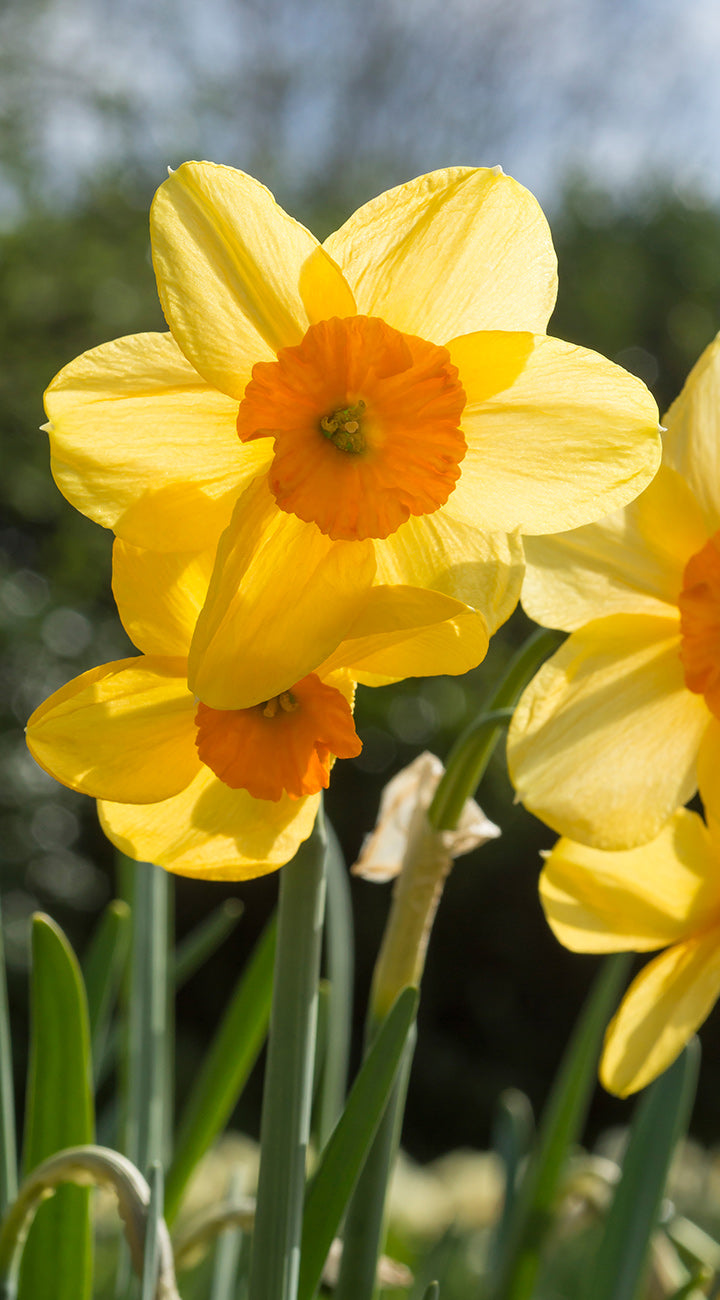 Close-up of Snowboard daffodil with bright yellow petals and orange cup against blurred green background