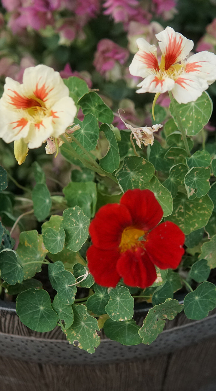Colorful Nasturtium flowers including a red one and two white ones with orange centers, surrounded by green leaves.