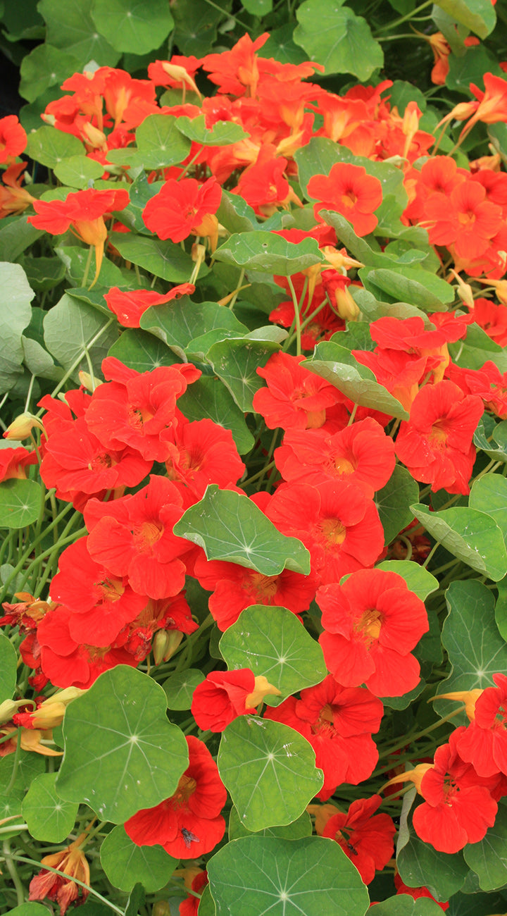 Close-up of Tip Top Alaska nasturtium showing bright red-orange flowers and round green leaves